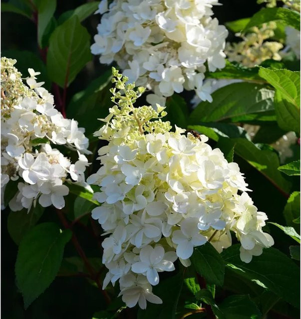 Hochstamm Rispenhortensie Candle Light Hydrangea paniculata weiß Nr-01.de Höhe: 80-100 cm - Bild 1