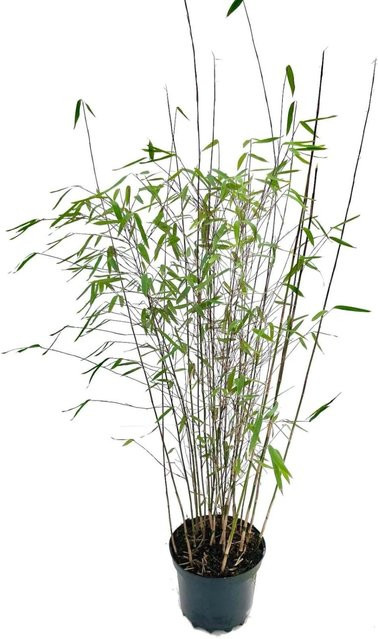 Fargesia Jiuzhaigou4 Bambus als Zierpflanze für den Garten, Höhe: 60-80 cm, 3 Liter - Bild 1