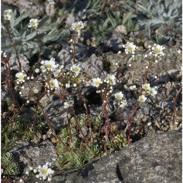 Immergrüner Steinbrech Saxifraga paniculata weiße Blüte für den Garten - Bild 1