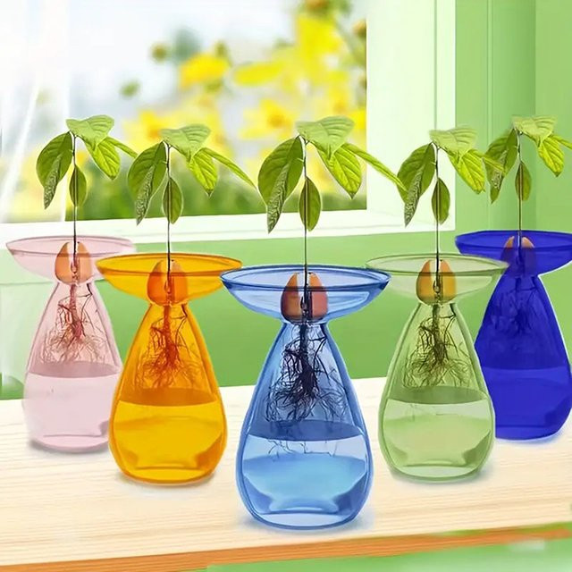 Transparente Avocado-Hydrokultur-Vase aus Glas für Samen und Pflanzen von TPXCKz - Bild 1