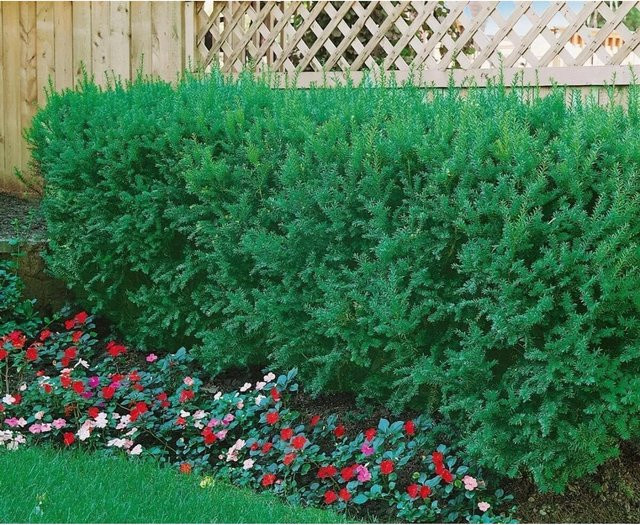 Taxus cuspidata Japanische Eibe als grüne Heckenpflanze und Zierstrauch, Höhe: 30-40 cm - Bild 1