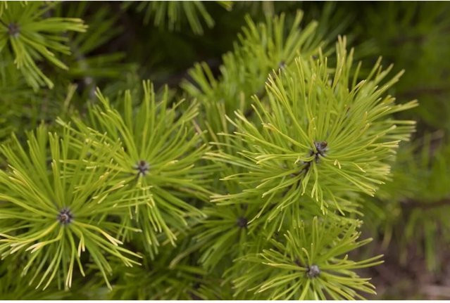 Pinus Contorta Küsten-Kiefer als dekorativer Nadelbaum für deinen Garten, Höhe: 40–60 cm - Bild 1