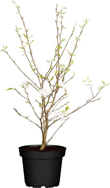 OBI Sternmagnolia Weiß im Topf, Höhe: ca. 55 cm - Bild 1
