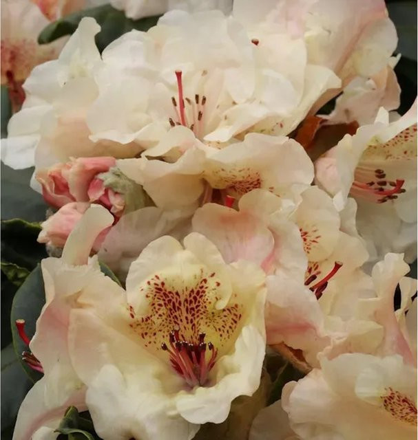 INKARHO Rhododendron Amber Kiss Alpenrose, großblumiger Strauch in Pink, Höhe: 40-50 cm - Bild 1