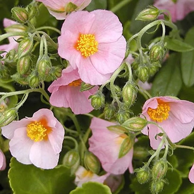 6er Set Arborix Sonnenröschen Lawrenson's Pink Helianthemum mit rosa Blüten im 9cm Topf - Bild 1