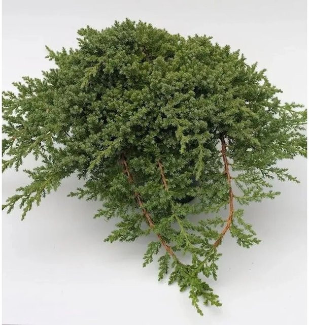 Japanischer Kriechwacholder Juniperus procumbens von Nr-01.de, grün, Höhe: 40-50 cm - Bild 1