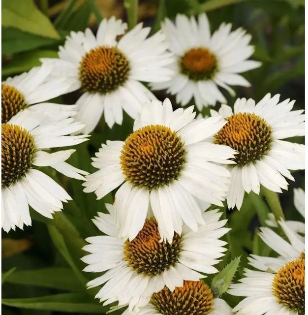 Sonnenhut Virgin Echinacea purpurea als mehrjährige Schnittblumepflanze für deinen Garten - Bild 1