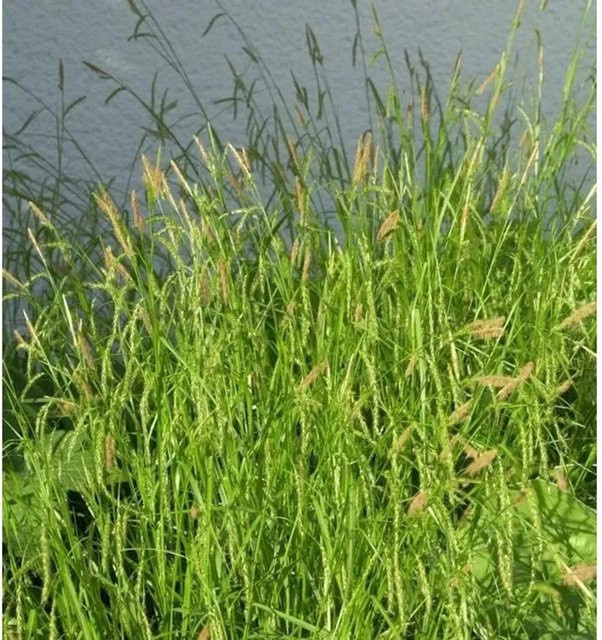Waldsegge Carex sylvatica von Nr-01.de als grüne mehrjährige Gartenpflanze im Topf - Bild 1