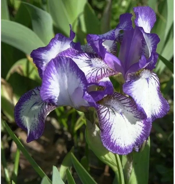 Iris barbata Schwertlilie als mehrjährige Beetpflanze von Nr-01.de - Bild 1