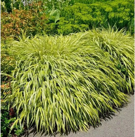 Japan Goldbandgras Hakonechloa macra als Stauden-Zierpflanze im Topf