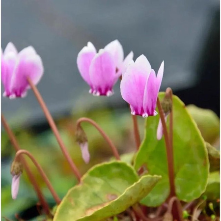 Cyclamen coum Frühlings-Alpenveilchen in Pink von Nr-01.de als winterharte Staude für Steingärten und Unterpflanzungen