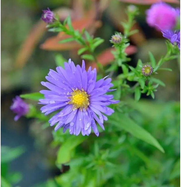 Rauhblattaster Zauberspiel Aster novi belgii lila mehrjährige Gartenpflanze - Bild 1