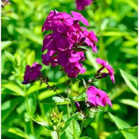 Hohe Flammenblume The King Phlox Paniculata als lila Beetpflanze von Nr-01.de