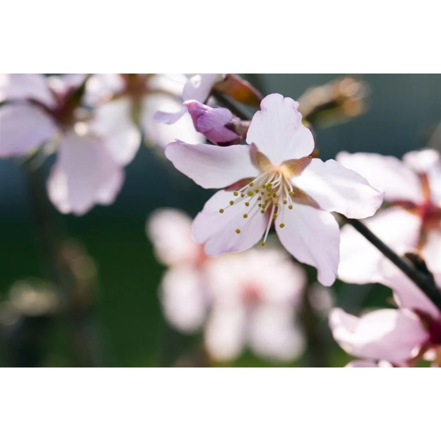 Prunus Kurilensis Ruby Zierkirsche mit rosa Blüten von Pflanzen für dich, Höhe: 60–80 cm - Bild 2