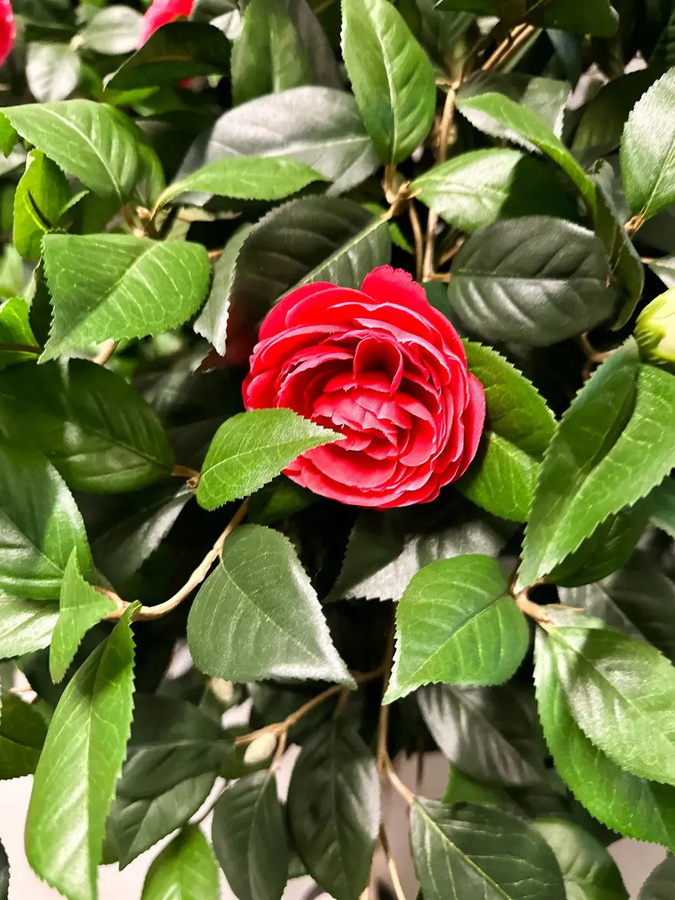 Künstlicher Kamelienbaum Pelin von artplants in Rot, Höhe: 130 cm - Bild 2