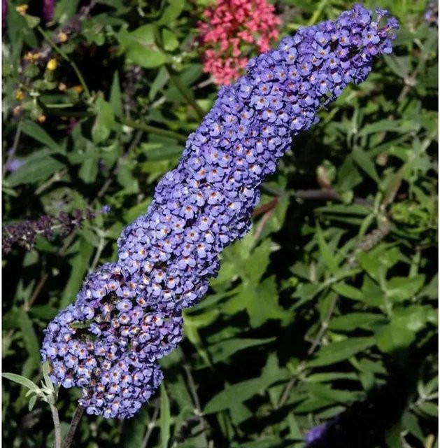 Buddleja Sommerflieder Nanho Blue in Blau/Lila, Höhe: 60-80 cm - Bild 1