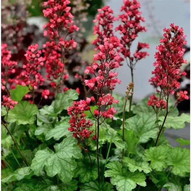 Heuchera micrantha Purpurglöckchen Paris pink Bodendecker von Nr-01.de - Bild 1