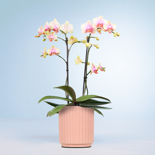 Phalaenopsis Orchidee Golden Hour von BLUME2000 mit Topf - Bild 1