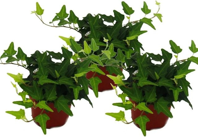 Exotenherz Hedera Helix Efeu 3er Set als Kletterpflanze und Bodendecker im 9cm Topf - Bild 1