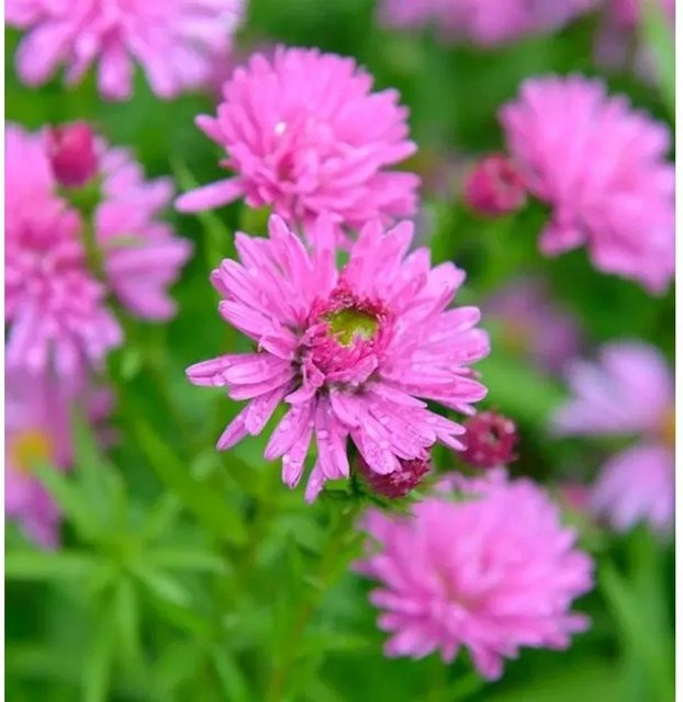 Rauhblattaster Rosa Perle Aster novae angliae in Rosa - Bild 1