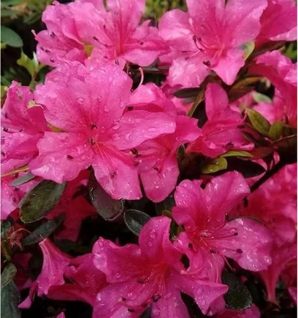 Kriechende Immergrüne Zwerg Azalee Purnululu Rhododendron nakaharai als Bodendecker - Bild 1