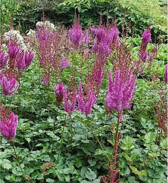 Astilbe arendsii Prachtspiere Purpurlanze lila Bodendecker und Schnittblume von Nr-01.de - Bild 1