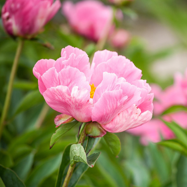 Paeonia lactiflora Pfingstrose von BLUME2000 in Rosa im Topf - Bild 1
