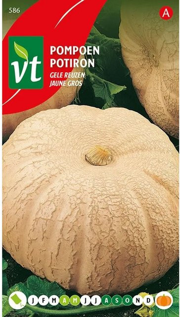 Arborix Kürbis Gelber Riese Saatgut 3 g - Bild 1