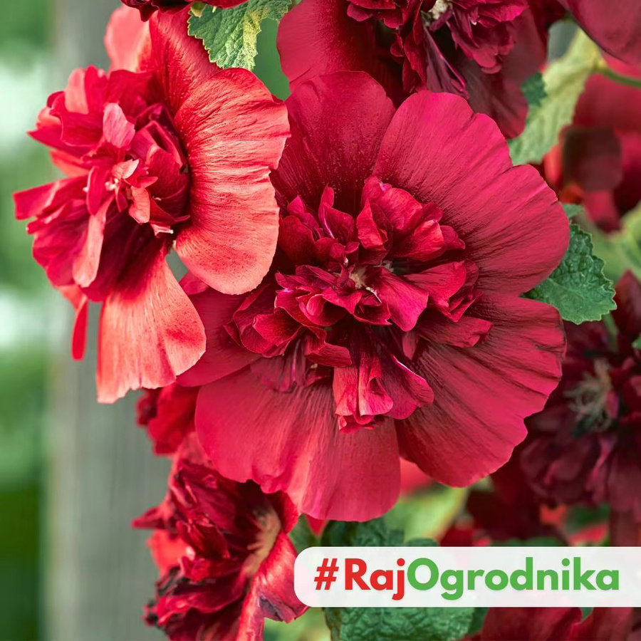 PlantiCo Gartenmalve Alcea rosea Samen Mischung für Blumenbeete und Zäune, 1 g - Bild 4