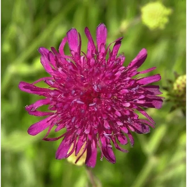 Witwenblume Knautia macedonica Melton Pastels in Lila als mehrjährige Staude für Stauden- und Naturgärten - Bild 1