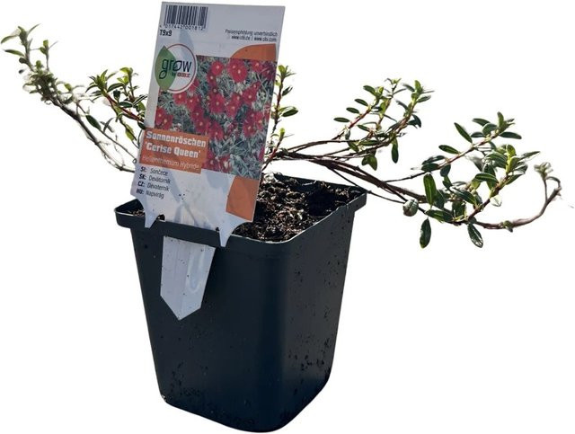 GROW by OBI Garten-Sonnenröschen Helianthemum Cerise Queen in Rot, sommerblühender Bodendecker für Steingärten und Mauerkronen - Bild 1