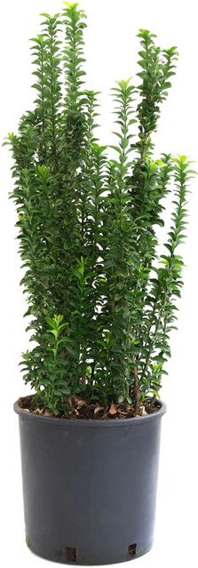 GROW by OBI Japanischer Spindelstrauch Benkomasaki Euonymus im 10l Topf - Bild 1