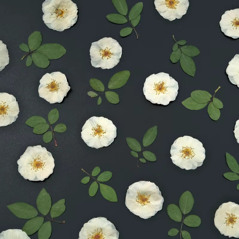 Natürliche weiße Rosenblätter als gepresste getrocknete Blumen für DIY-Handwerk, Epoxidharz und Dekoration - Bild 2