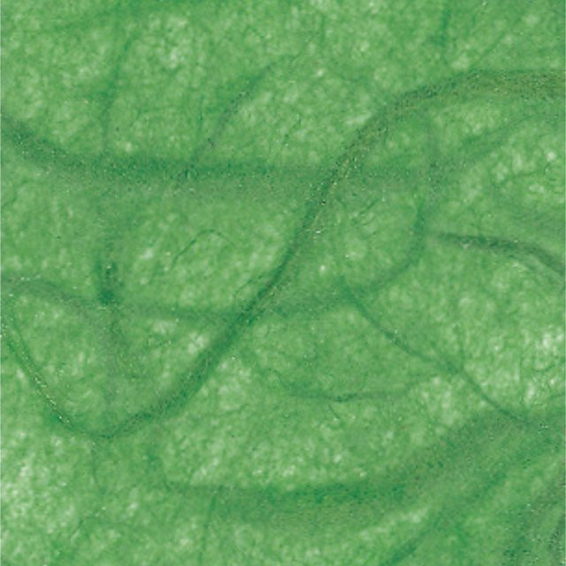 folia Faserseide Hellgrün B: 47 cm, H: 64 cm - Bild 1
