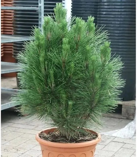 Schwarzkiefer Pinus nigra als Säule und kleiner Turm für deinen Garten, grün - Bild 1