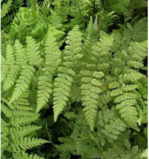 Breitwedel-Dornfarn Dryopteris austriaca als grüne mehrjährige Gartenpflanze von Nr-01.de - Bild 1