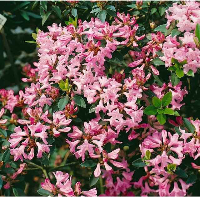 Immergrüner Rhododendron Minus mit rosa und weißen Blüten, 30–40 cm Höhe - Bild 1