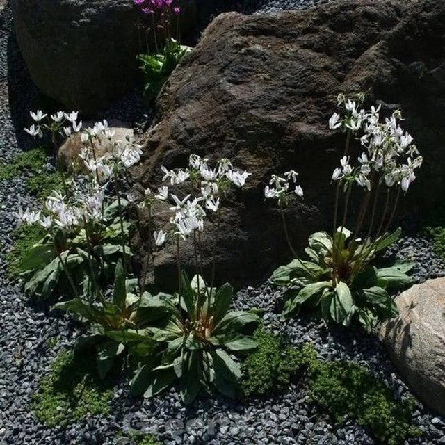 Götterblume Alba Dodecatheon meadia weiße Schnittpflanze für den Garten von Nr-01.de - Bild 1