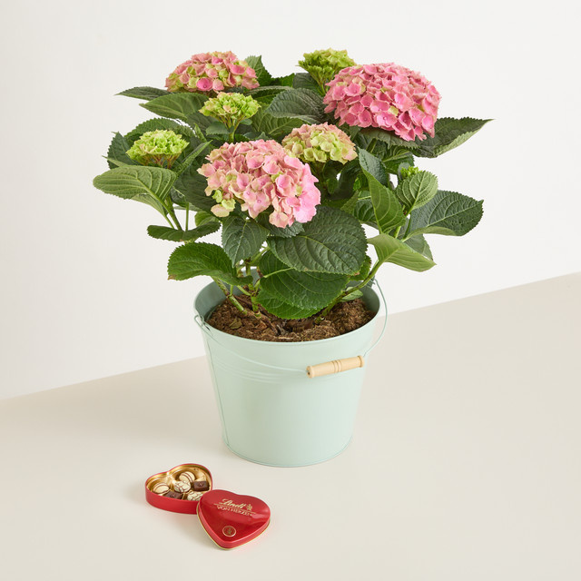Hortensie als Topfpflanze von BLUME2000 - Bild 1