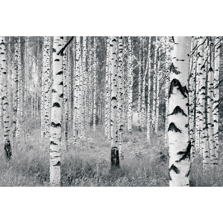 Komar Fototapete Woods aus Vlies in Multicolor, B: 400 cm, H: 270 cm - Bild 2