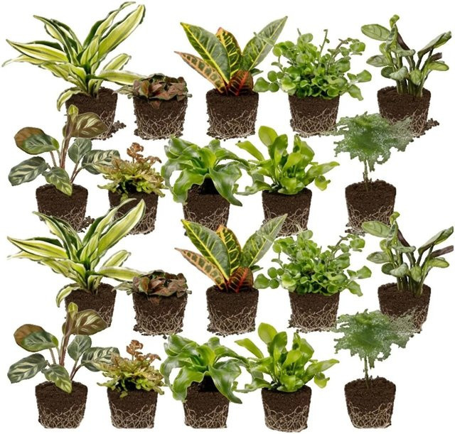 Vdvelde Mini Zimmerpflanzen und Farne Set für dein Terrarium, 20 Stück, Grün - Bild 1