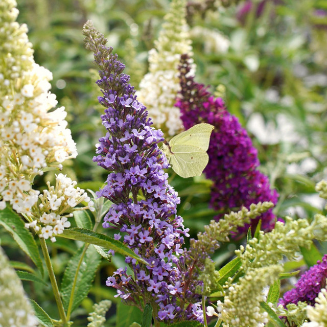 Zwergschmetterlingsflieder BuzzTrio bunt als Zierstrauch von Mein schöner Garten Shop - Bild 1