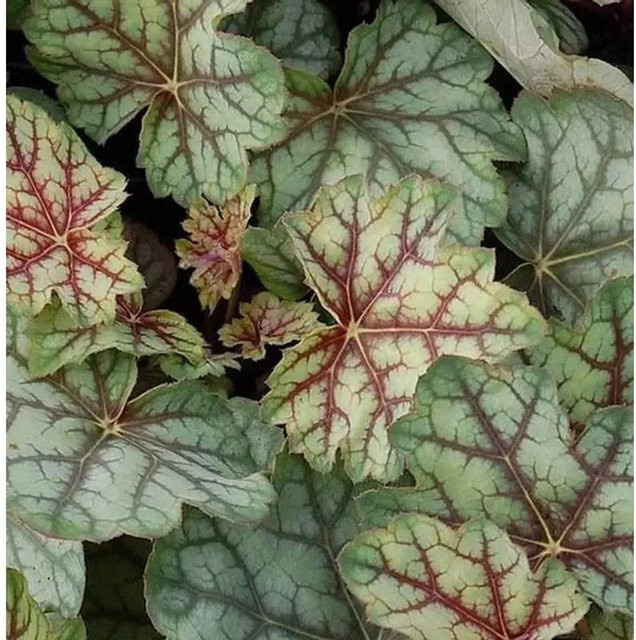 Heuchera americana Purpurglöckchen Green Spice in Grün als mehrjährige Gartenpflanze - Bild 1