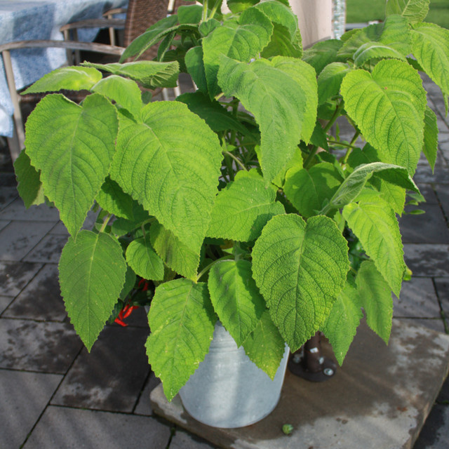 Blu Bio Fruchtsalbei Salvia in Topf, violett - Bild 2