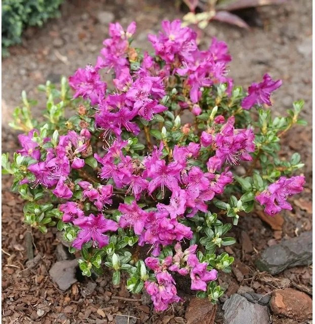 Rhododendron radistrotum Kriech- und Zwerg-Rhododendron als bodendeckende Pflanze für Garten und Kübelpflanzung, Topfgröße: 10-15 cm - Bild 1