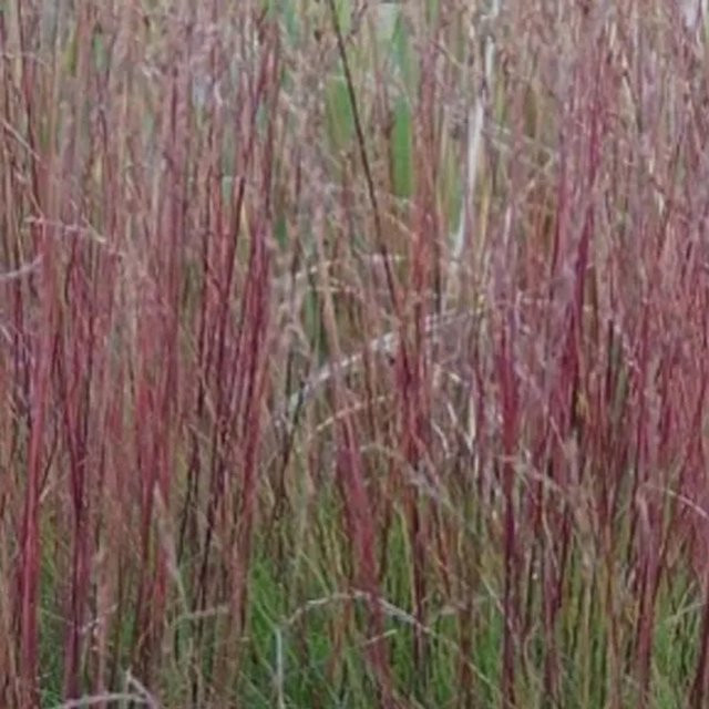 6er Set Blauschwingel Amethystina Festuca amethystina mit blauviolettem Laub von arborix im 9cm Topf - Bild 1