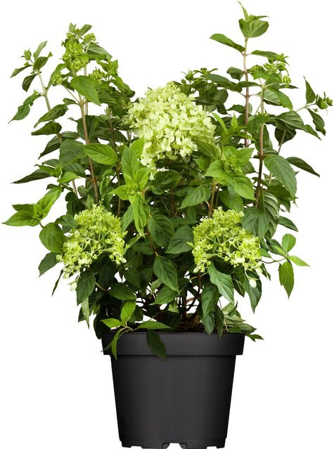 Rispenhortensie Limelight Hydrangea Weiß von GROW by OBI, Höhe: ca. 45 cm - Bild 1