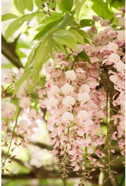Japanische Wisteria Brachybotrys Shiro Beni Kletterpflanze in Weiß, Rosa und Gelb, Höhe: 40–60 cm - Bild 1