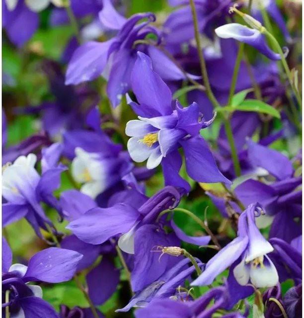 Aquilegia flabellata Zwergakelei Spring Magic Dunkel Blau-Weiß Nr-01.de - Bild 1