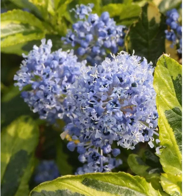 Ceanothus thyrsiflorus Kriechende Sächelblume El Dorado, blauer Zierstrauch zur Bodendeckung, 30-40 cm - Bild 1